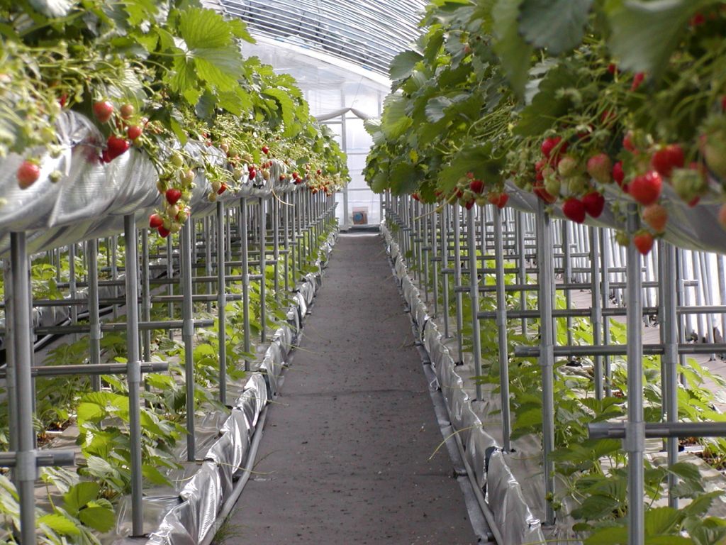 全面コンクリート張り農地の“農地”化